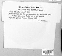 Erysiphe tortilis image